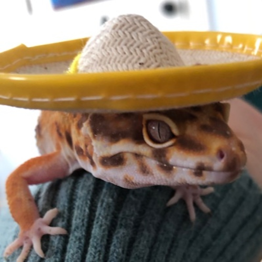 Meet your Posher, Meredith